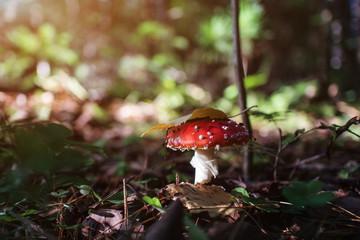 Inedible mushroom Amanita grows in the forest. Autumn nature concept, beautiful mushroom. Cozy bright macro landscape. Soft morning sunlight.