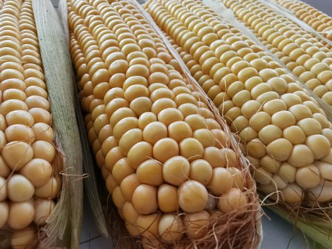 Farm corn on the cob. Fresh crop. Close-up photo