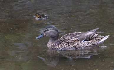 Beautiful female Mallard wild duck (Anas platyrhynchos, Anatidae) with ducklings in waters of a lake.Selective focus.