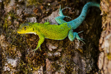 Lagartija verde azul