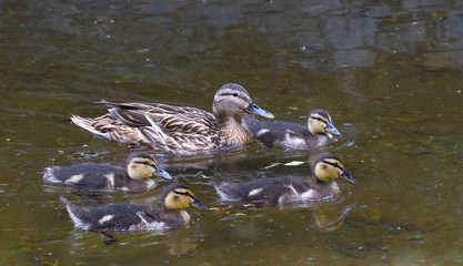 Beautiful female Mallard wild duck (Anas platyrhynchos, Anatidae) with ducklings in waters of a lake.Selective focus.