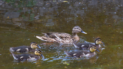 Beautiful female Mallard wild duck (Anas platyrhynchos, Anatidae) with ducklings in waters of a lake.Selective focus.