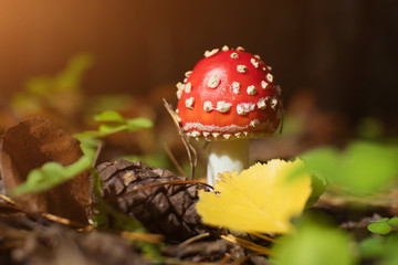 Inedible mushroom Amanita grows in the forest. Autumn nature concept, beautiful mushroom. Cozy bright macro landscape. Soft morning sunlight.