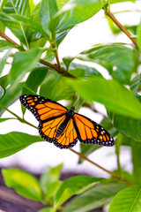 Monarch butterfly moments after emerging from its chrysalis