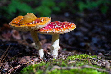 Inedible mushroom Amanita grows in the forest. Autumn nature concept, beautiful mushroom. Cozy bright macro landscape. Soft morning sunlight.