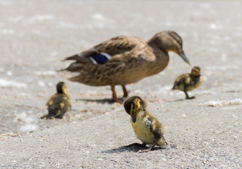 Beautiful female Mallard wild duck (Anas platyrhynchos, Anatidae) with ducklings.Selective focus.