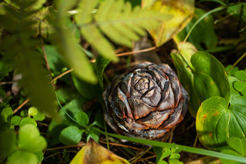 Cedar cone lies on the ground in the forest among the grass. The concept of the beauty of nature, wild plants, wholesome food.