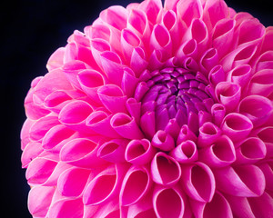 Close up of a vivid pink ball dahlia on a dark background.