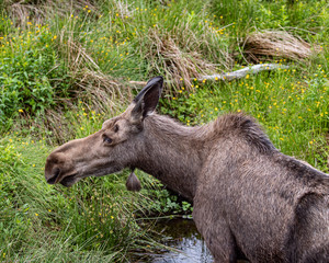 Fototapeta premium Moose