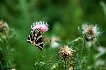 butterfly on a flower