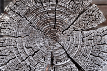 Fototapeta premium Old wood