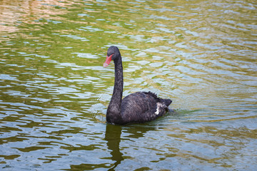 Black swan, Cygnus atratus is floating on the lake. Portrait