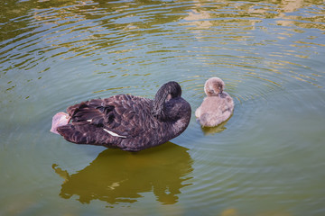 Black swan, Cygnus atratus with grey chick are floating on the lake. Concept of wild animals life