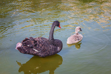 Black swan, Cygnus atratus with grey chick are floating on the lake
