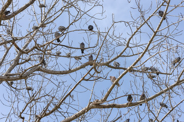 Flock of pigeons perched on a tree