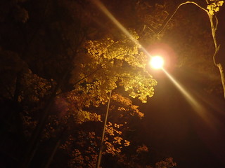 Straßenlaterne leuchtet wie ein Stern oder Ufo nachts neben einem herbstlichen Baum