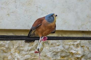 American kestrel, Falco sparverius, the smallest falcon keeps a headless mouse in paws