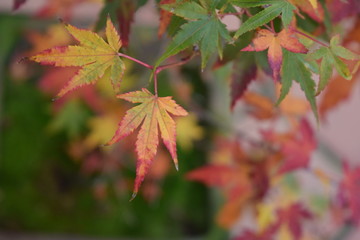 Acer