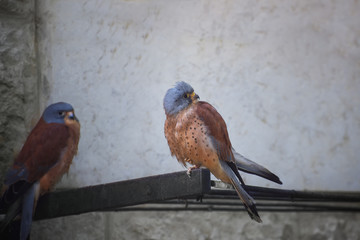 Two American kestrels, Falco sparverius, the smallest falcon. Portrait