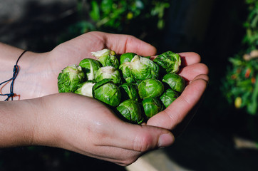 Brussels sprouts in the hands of a woman. Vegetable.