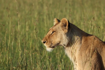 Lioness face closeup, Masai Mara National Park, Kenya.