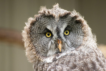 Nahaufnahme einer Eule