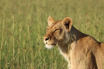 Naklejka premium Lioness face closeup, Masai Mara National Park, Kenya.