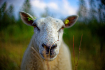 Owca © Dawid Baniowski
