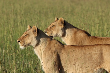 Two lionesses faces, Masai Mara National Park, Kenya.