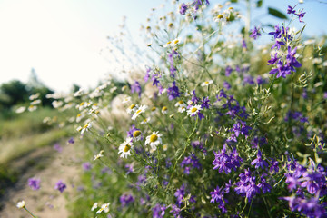 image of wildflowers growing in a field
