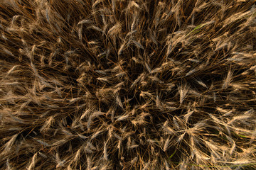 image of a wheat field at sunrise
