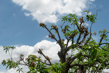The mango tree has been cut branches off against the blue sky and the clouds background.
