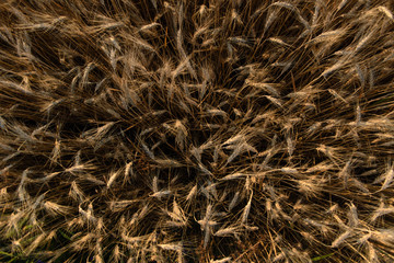 image of a wheat field at sunrise