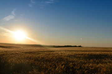 Fototapeta na wymiar image of a wheat field at sunrise