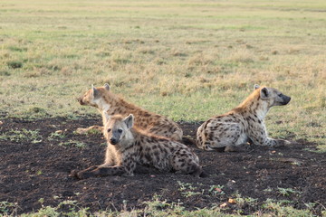 Spotted hyenas resting, Masai Mara National Park, Kenya.