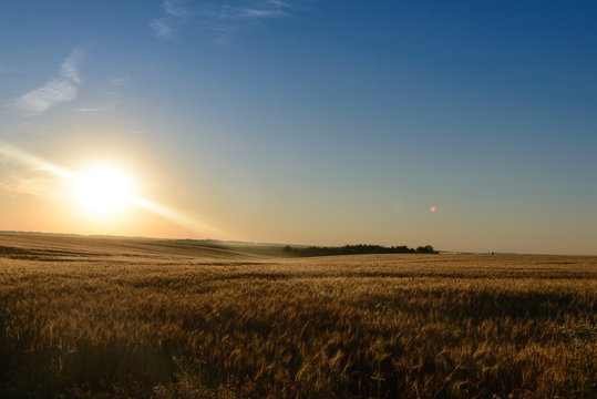 image of a wheat field at sunrise