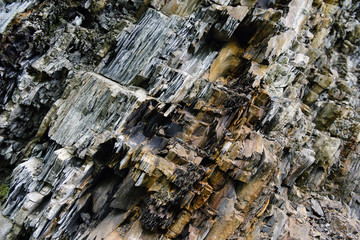 image of wildflowers growing in a field