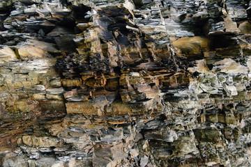 image of wildflowers growing in a field
