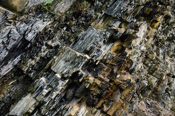 image of wildflowers growing in a field