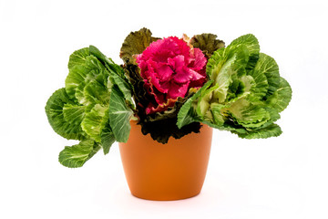 small green seedling in a flowerpot