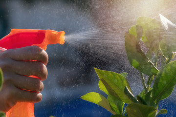 Woman spraying flowers in the garden. Pesticides, insecticide protection.