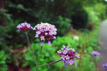 Petites fleurs mauves