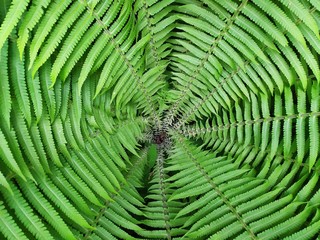 Scenic closeup round photo inside the green ferns