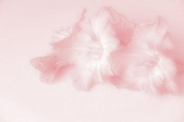 Neutral background created from gladiolus flowers. Background in pink