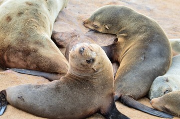 Obraz premium Namibia (2019) - Cape Cross