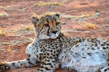 Namibia (2019) - Okonjima Natere Reserve