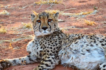 Namibia (2019) - Okonjima Natere Reserve