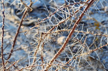 Namibia (2019) - Etoscha N. P.