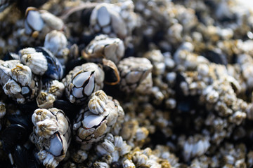 closeup of barnacles clinging to ocean rocks uncovered by receding tides