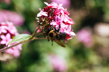 bee on a spring flower